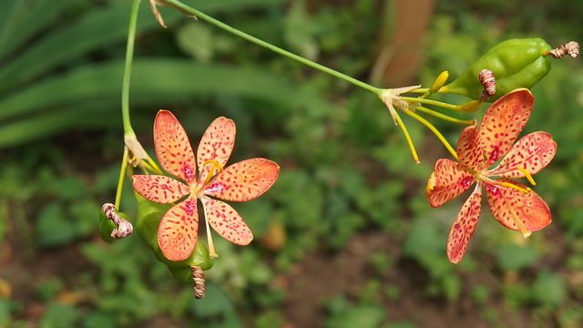 檜扇 花信風 季節からのたより