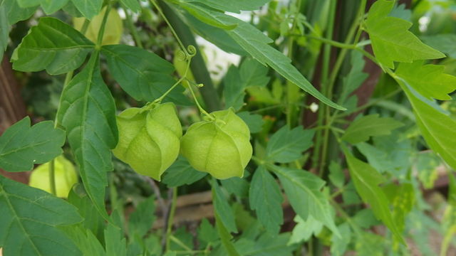 風船葛 ふうせんかずら 花信風 季節からのたより 風船葛 ふうせんかずら 花信風 季節からのたより