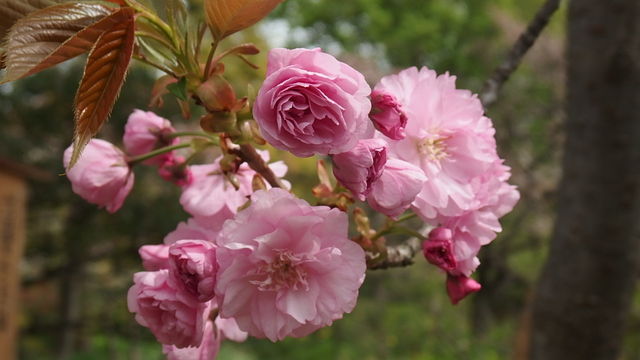 八重桜 関山 花信風 季節からのたより