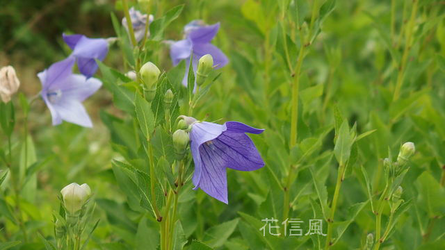 桔梗 花信風 季節からのたより 桔梗 花信風 季節からのたより