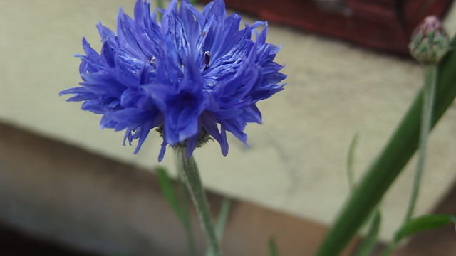 やぐるまぎく 矢車菊 花信風 季節からのたより やぐるまぎく 矢車菊 花信風 季節からのたより