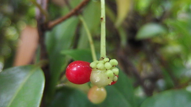 真葛の赤い実 花信風 季節からのたより 真葛の赤い実 花信風 季節からのたより