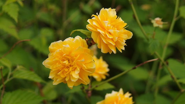 やえやまぶき 八重山吹 花信風 季節からのたより