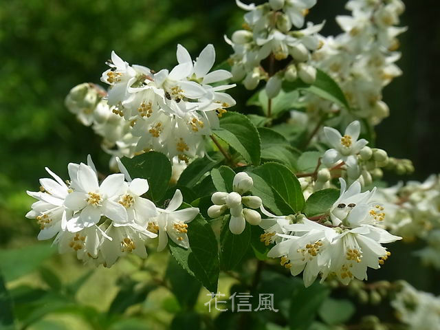 卯の花の匂う垣根に 花信風 季節からのたより