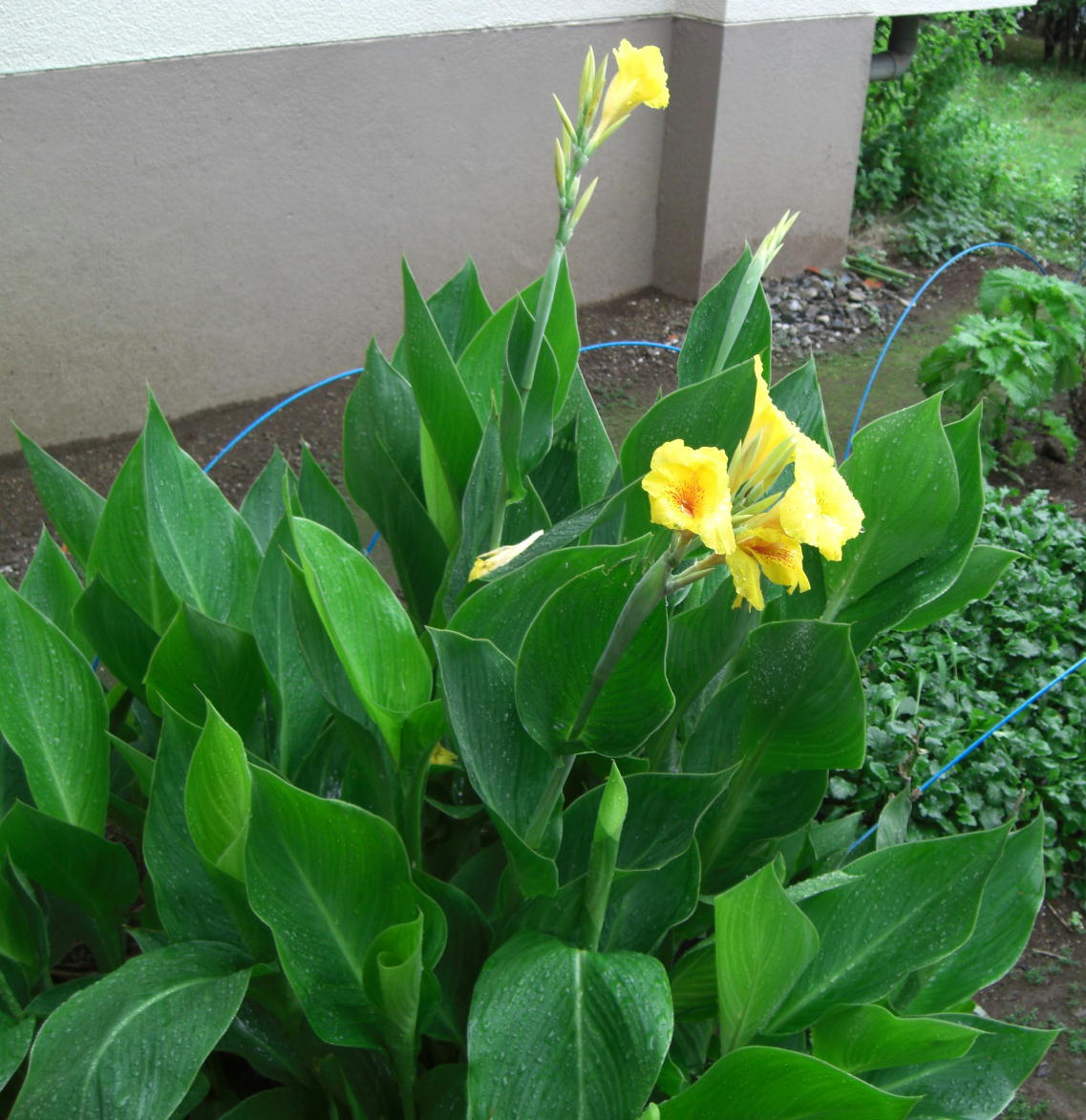 カンナ 花信風 季節からのたより