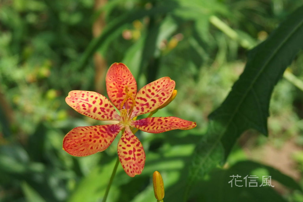 ひおうぎ 檜扇 ぬばたま 花信風 季節からのたより