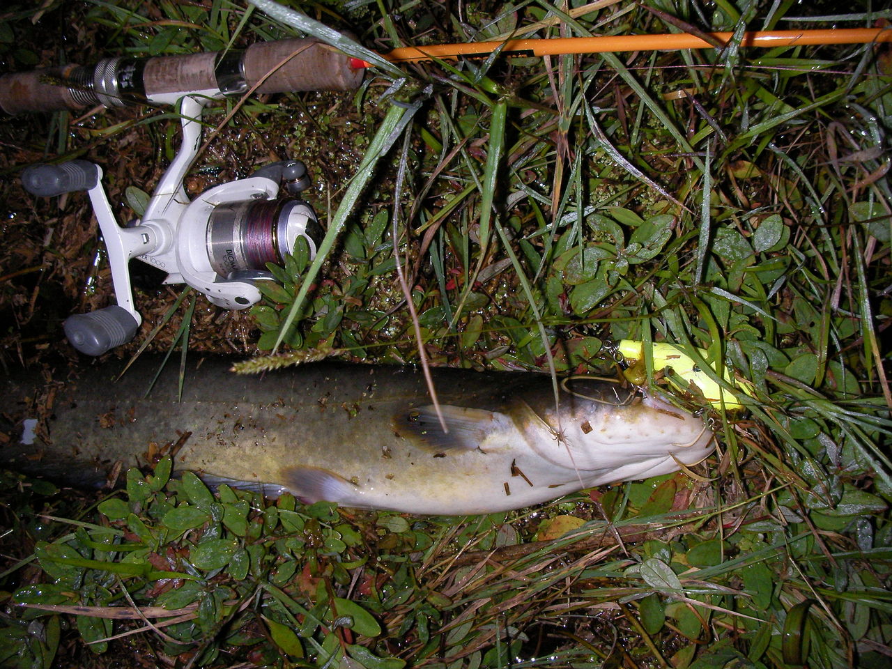 なまずの飼育日記 トップウォーターで魚を釣る なまずの飼育日記 トップウォーターで魚を釣る