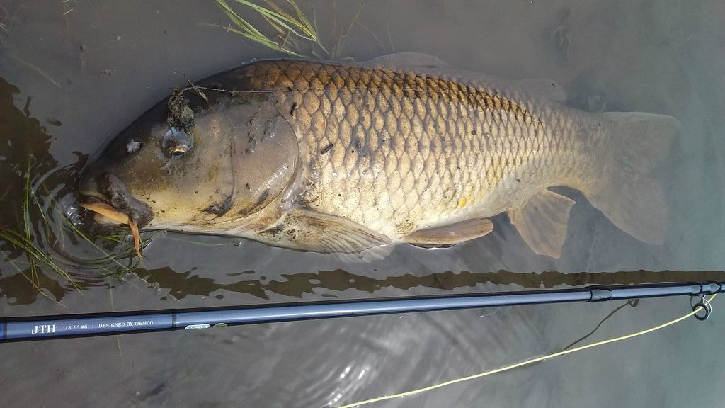 ダム湖の鯉をフライフィッシングで釣る19 その2 6月 なまずの飼育日記