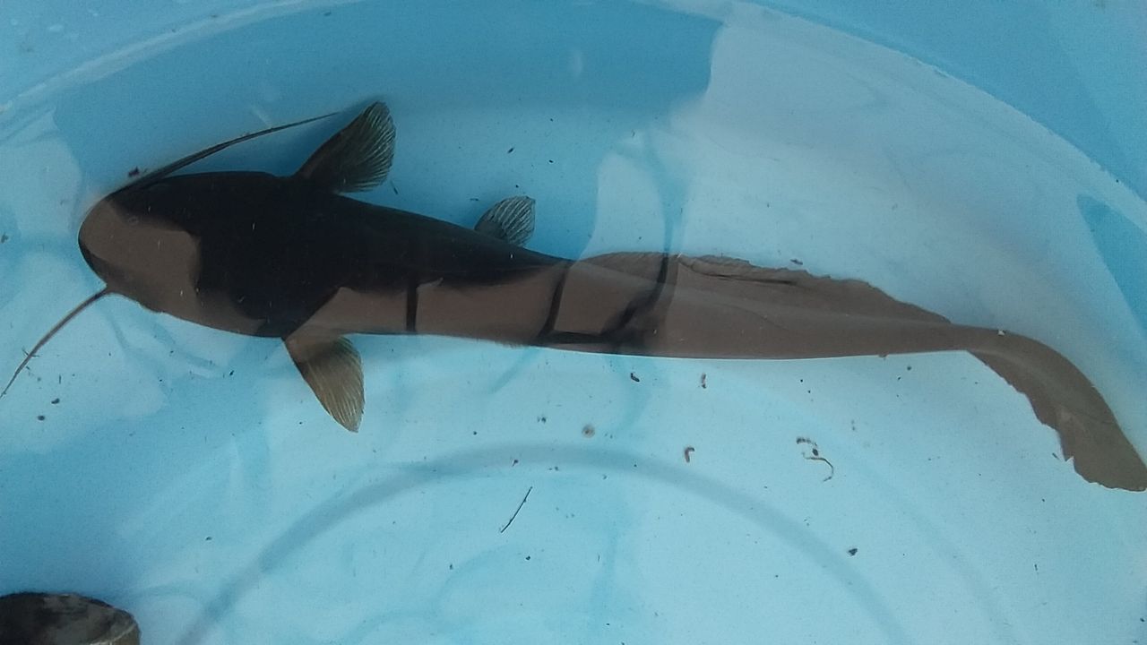 今日のなまずちゃん なまずの飼育日記 今日のなまずちゃん なまずの飼育日記