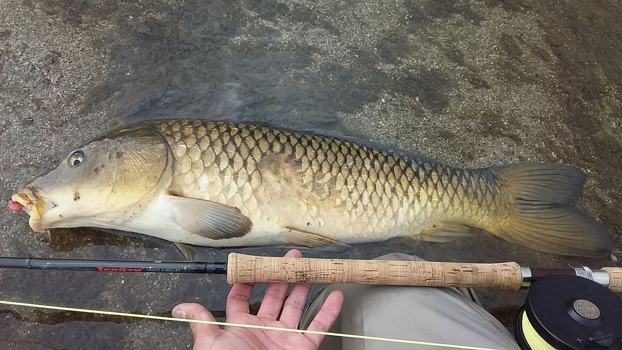 フライで鯉を釣る17 その参 鯉はフライに乗って なまずの飼育日記 フライで鯉を釣る17 その参 鯉はフライに乗って なまずの飼育日記