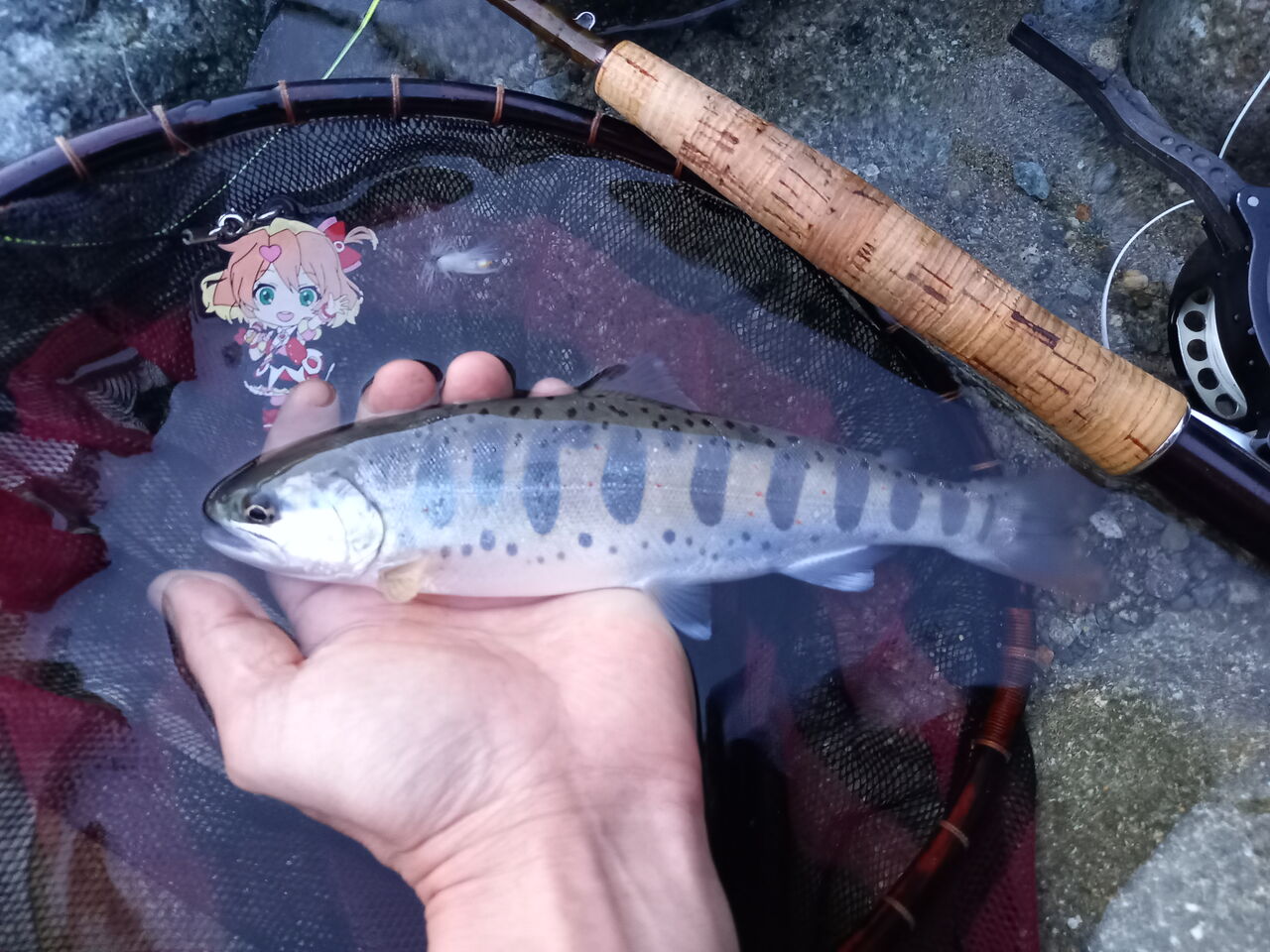 なまずの飼育日記