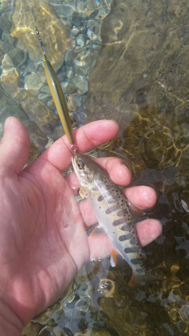 なまずの飼育日記