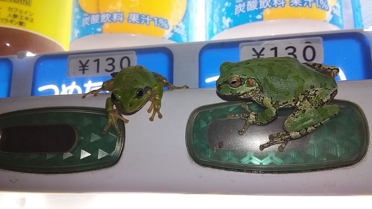 なまずの飼育日記