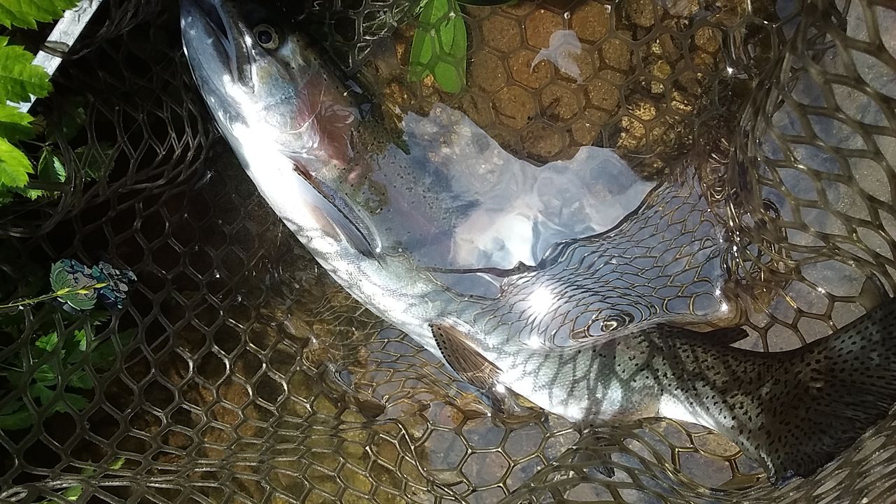 なまずの飼育日記 フライフィッシングで魚を釣る