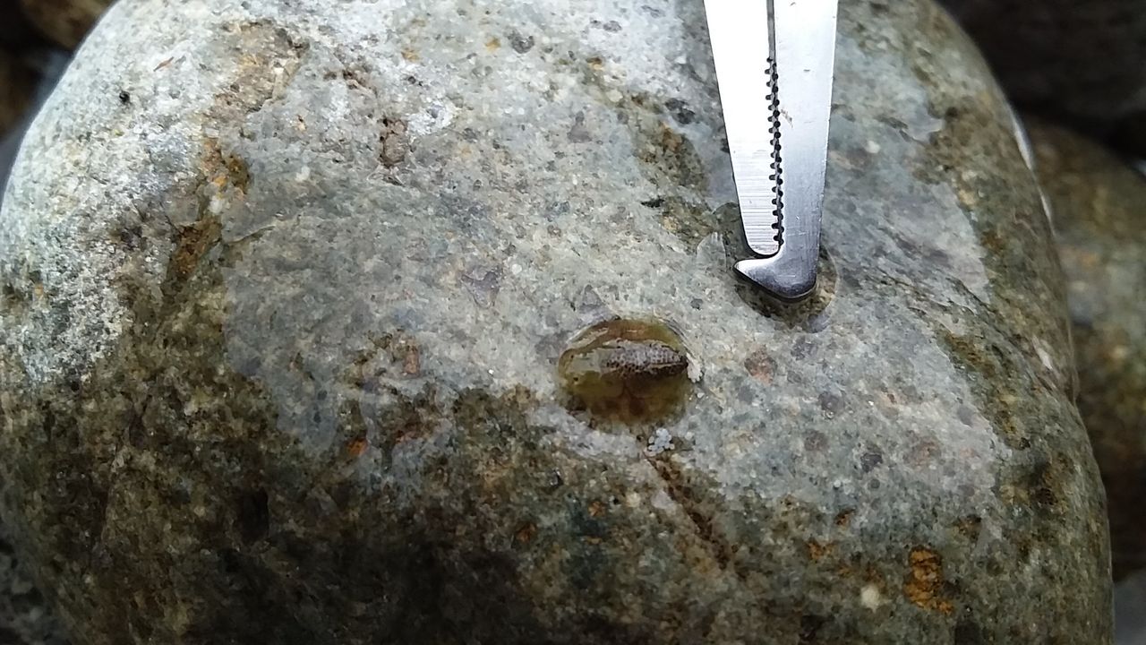 渓流のアマゴをフローティングミノーで釣る17 水面炸裂 なまずの飼育日記