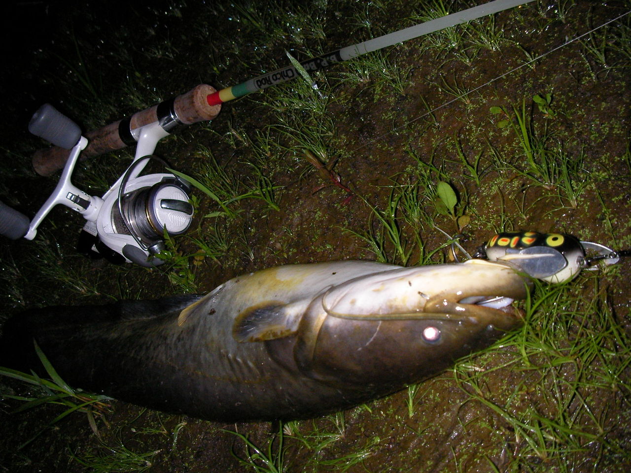 ザッパーチコの日13 チコロッドでなまずを釣る13その弐 夏の 夜のなまず釣り なまずの飼育日記 ザッパーチコの日13 チコロッドでなまずを釣る13その弐 夏の 夜のなまず釣り なまずの飼育日記