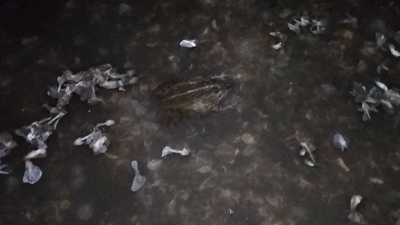 なまずの飼育日記 なまずの飼育日記