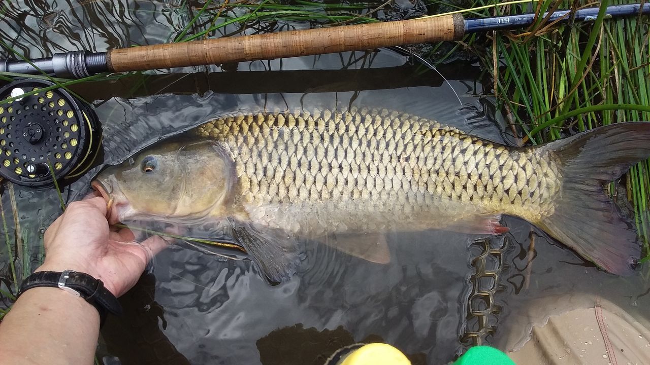 ダム湖の鯉をフライフィッシングで釣る19 その3 9月 なまずの飼育日記 ダム湖の鯉をフライフィッシングで釣る19 その3 9月 なまずの飼育日記