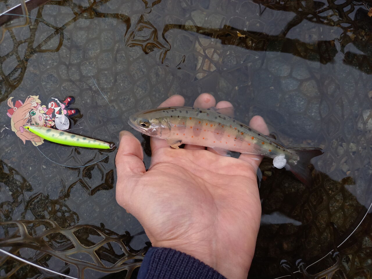 渓流のルアーフィッシング21 フローティングミノーで本流のアマゴを釣る その2 なまずの飼育日記 渓流のルアーフィッシング21 フローティングミノーで本流のアマゴを釣る その2 なまずの飼育日記