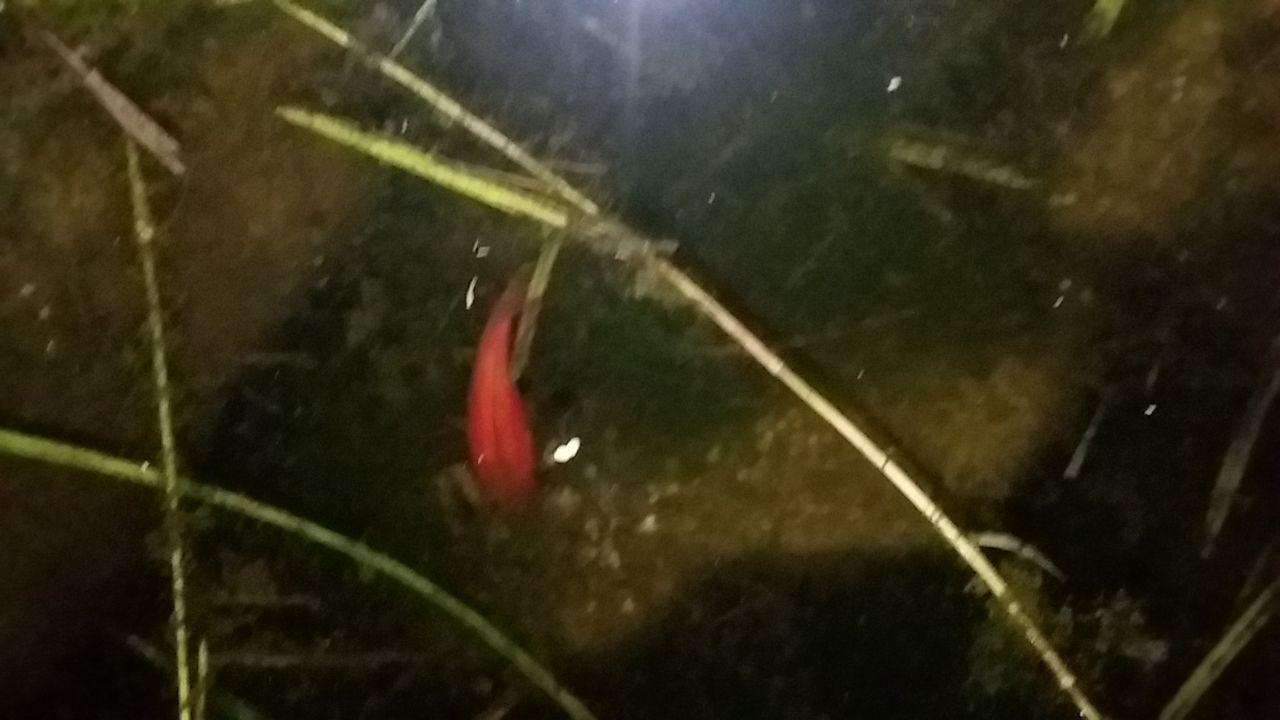 なまずの飼育日記 渓流魚をルアーで釣る なまずの飼育日記 渓流魚をルアーで釣る