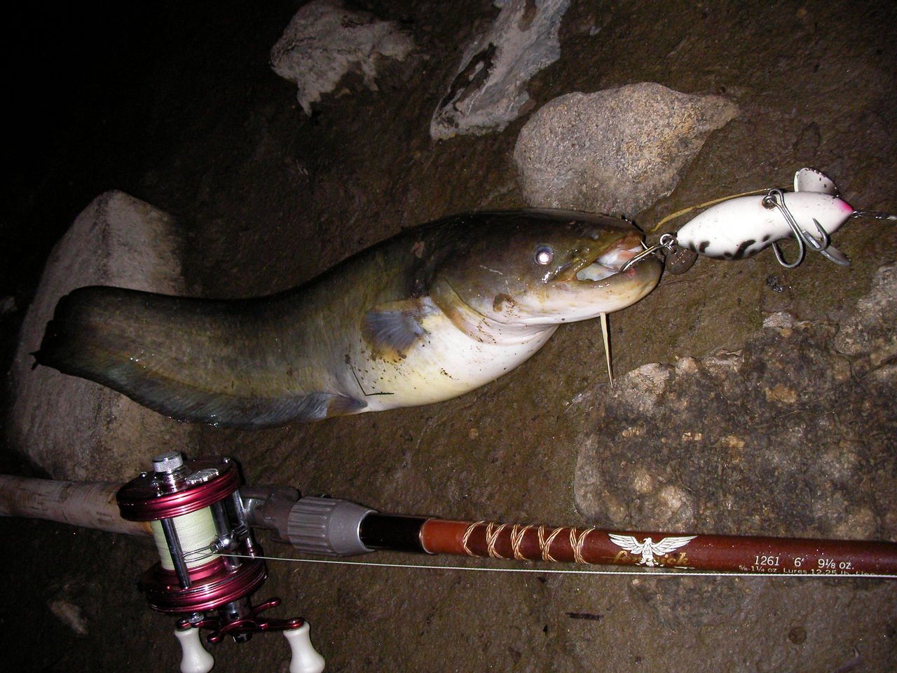 なまずの飼育日記 トップウォーターで魚を釣る なまずの飼育日記 トップウォーターで魚を釣る