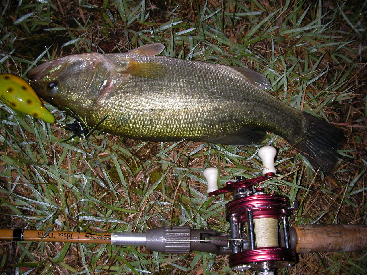 バルサ50クラシックオリジナルの日13 夏のトップウォーターナイトバスフィッシング なまずの飼育日記