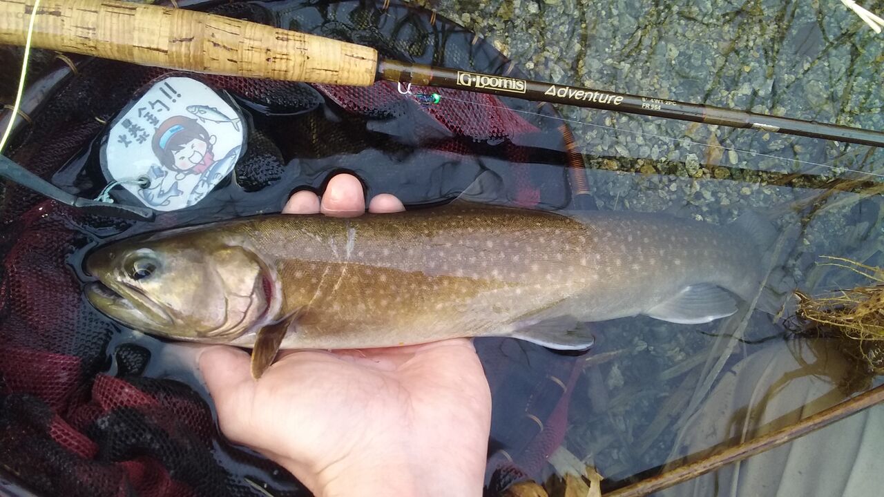 なまずの飼育日記 フライフィッシングで魚を釣る なまずの飼育日記 フライフィッシングで魚を釣る