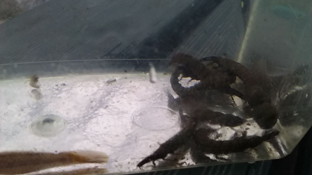 今日のなまずちゃん クロカワムシ ヒゲナガカワトビケラ を食べさせてみた なまずの飼育日記 今日のなまずちゃん クロカワムシ ヒゲナガカワトビケラ を食べさせてみた なまずの飼育日記