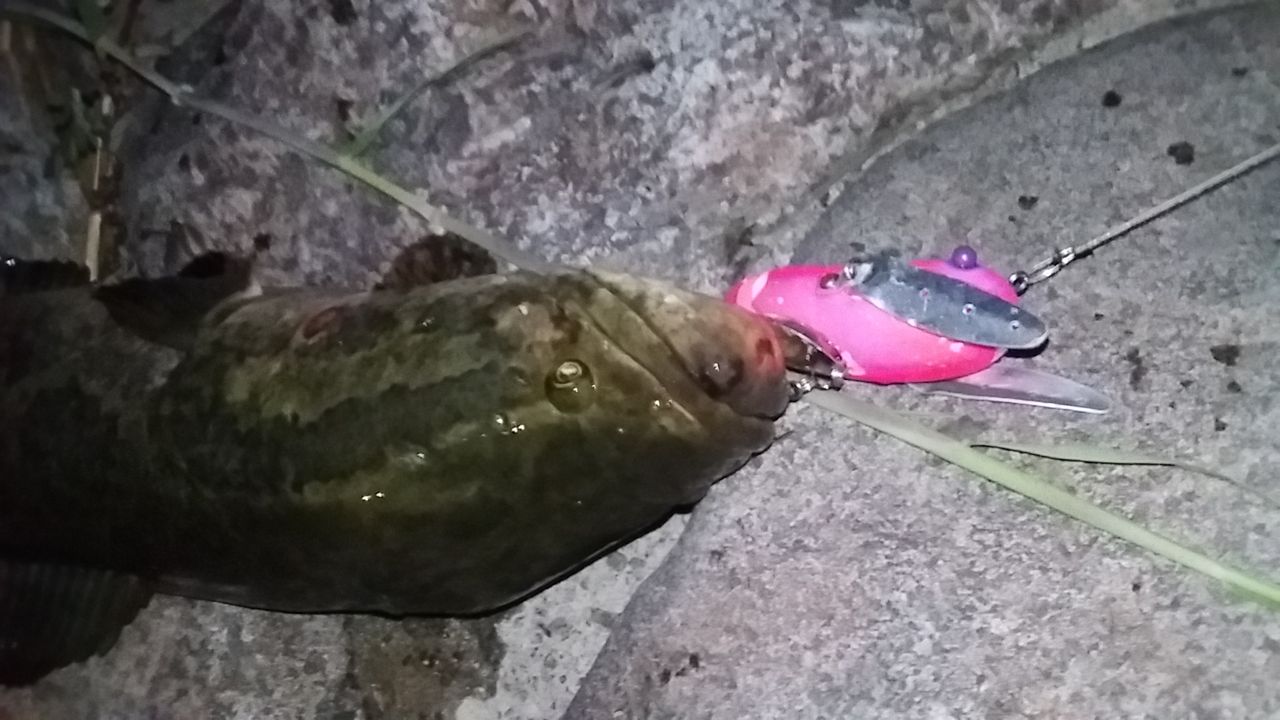 なまずの飼育日記 トップウォーターで魚を釣る なまずの飼育日記 トップウォーターで魚を釣る