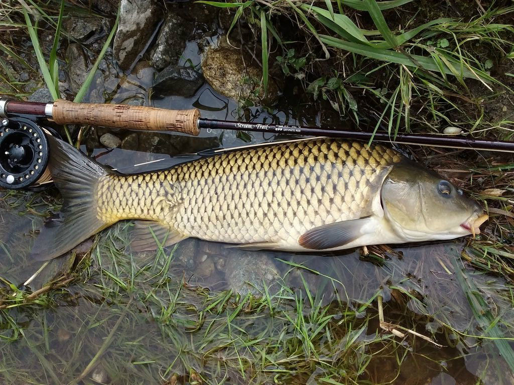 フライで鯉を釣る16 その参 大型インジケーターを使うルースニング なまずの飼育日記