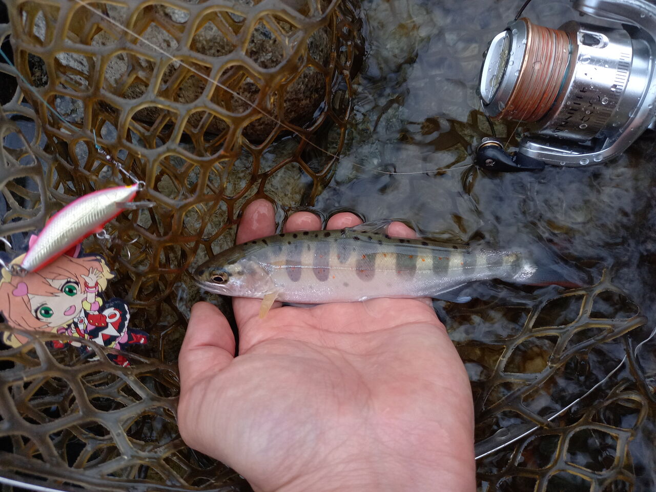 渓流のルアーフィッシング21 フローティングミノーで本流のアマゴを釣る なまずの飼育日記 渓流のルアーフィッシング21 フローティングミノーで本流のアマゴを釣る なまずの飼育日記