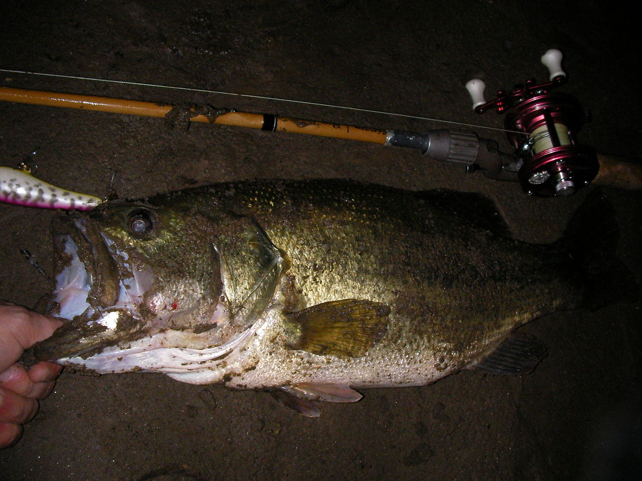 SAURUS YORUMARU MINNOW　ヨルマルミノー SAURUS YORUMARU MINNOW ヨルマルミノー