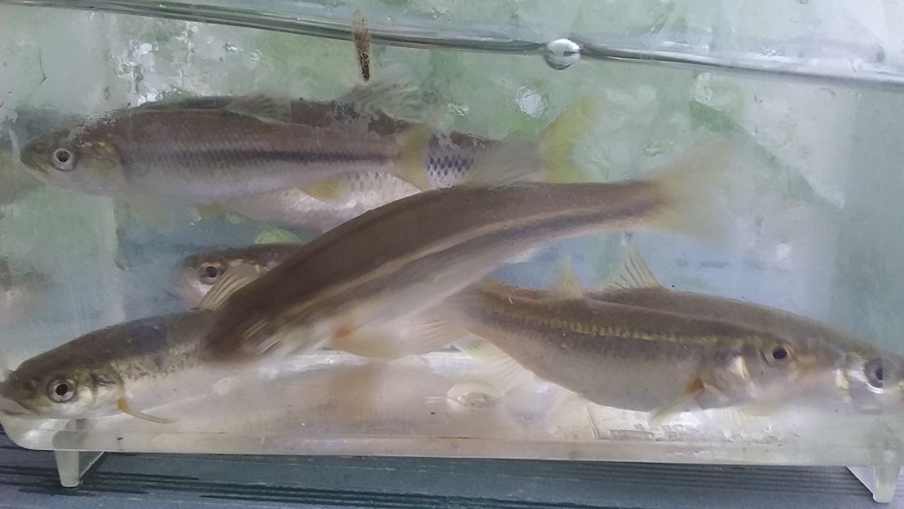 なまずの飼育日記