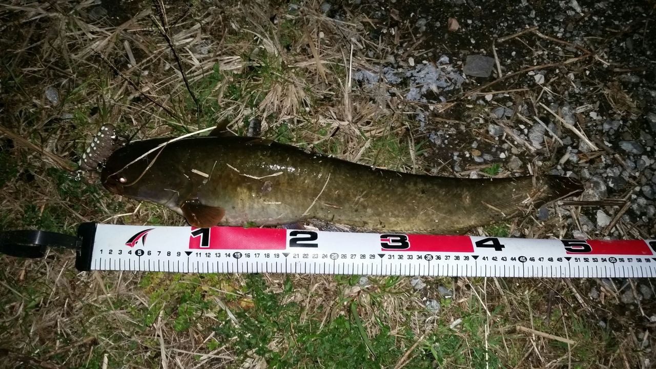 なまずの飼育日記 トップウォーターで魚を釣る