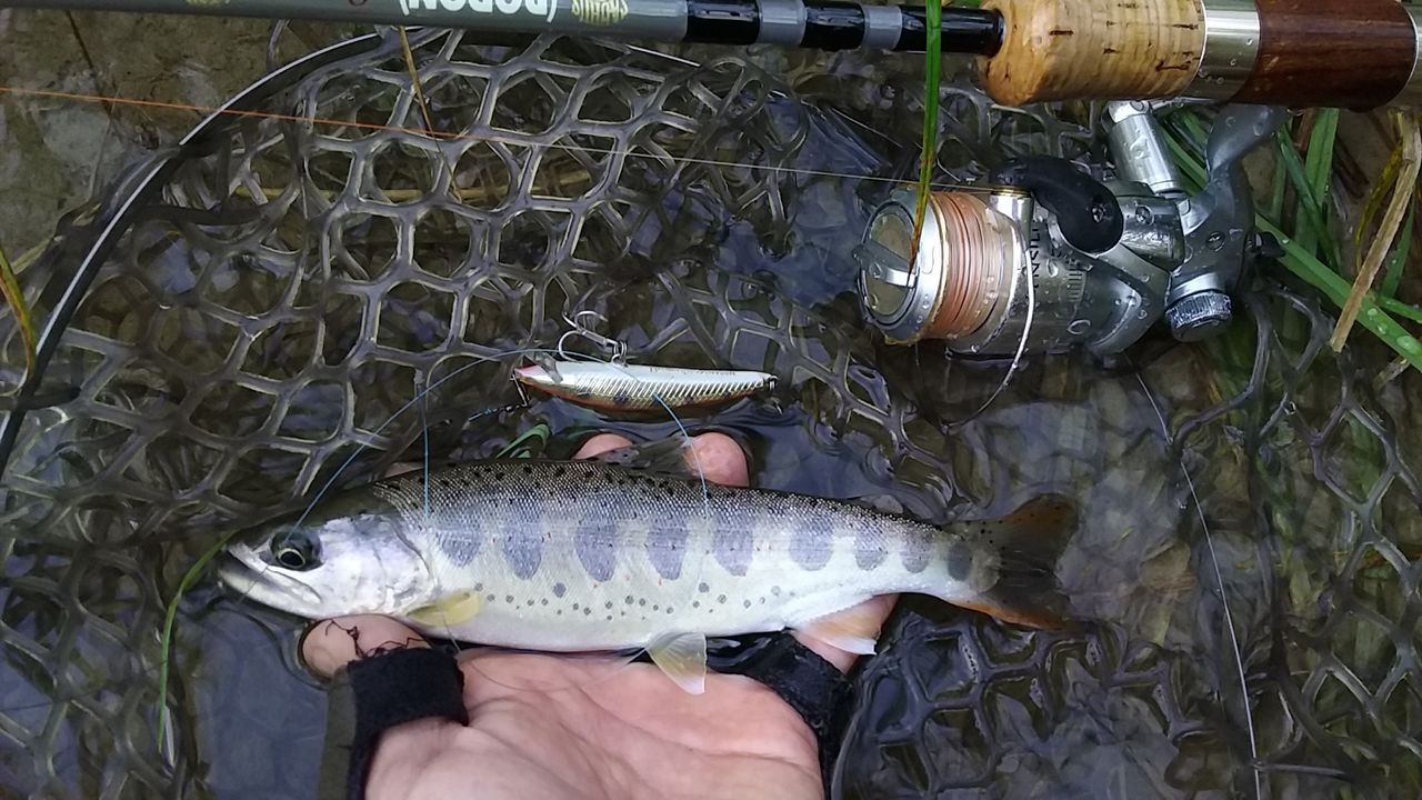 本流のアマゴをフローティングミノーで釣る2017 その弐 網漁解禁後の