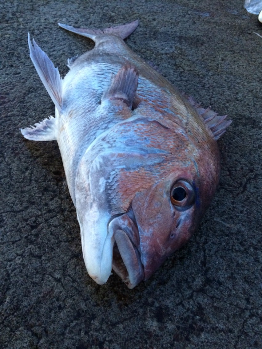 上越 ぶっこみ釣行 マダイ 5 15 投志 大型魚を狙い打て 新潟上越 上越 ぶっこみ釣行 マダイ 5 15 投志 大型魚を狙い打て 新潟上越