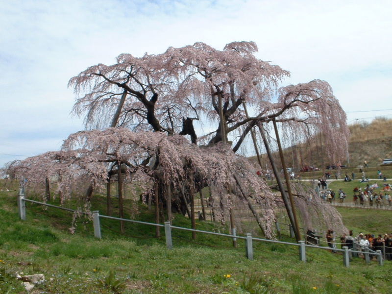 三春滝桜・観桜記、前編 : 世界の車窓より