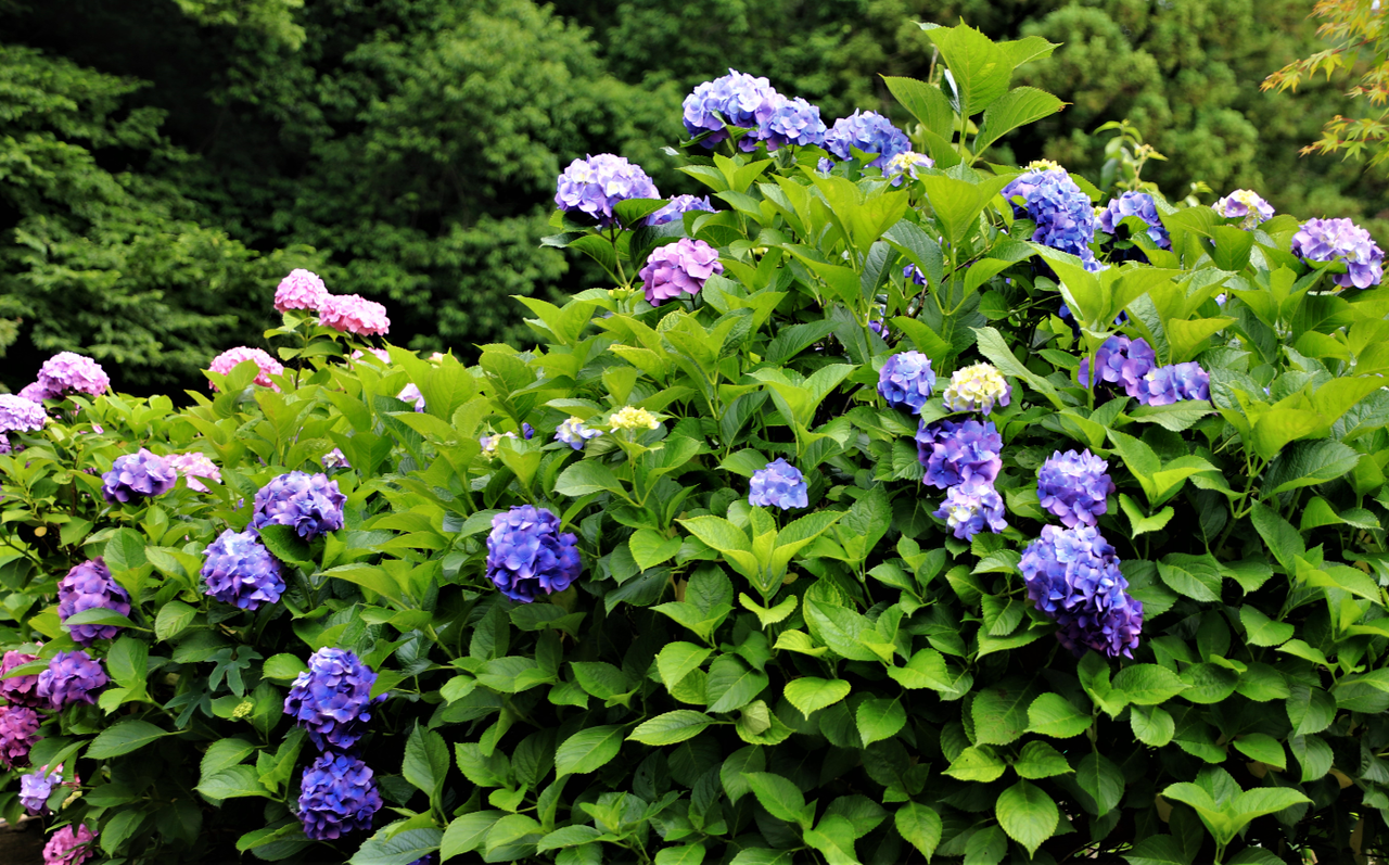 紫 陽 花 ３７期交流ブログ