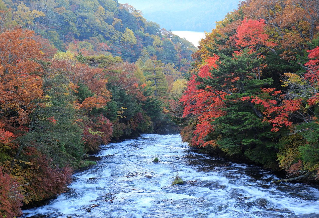 ３７期交流ブログ奥日光「竜頭の滝」の紅葉コメント
