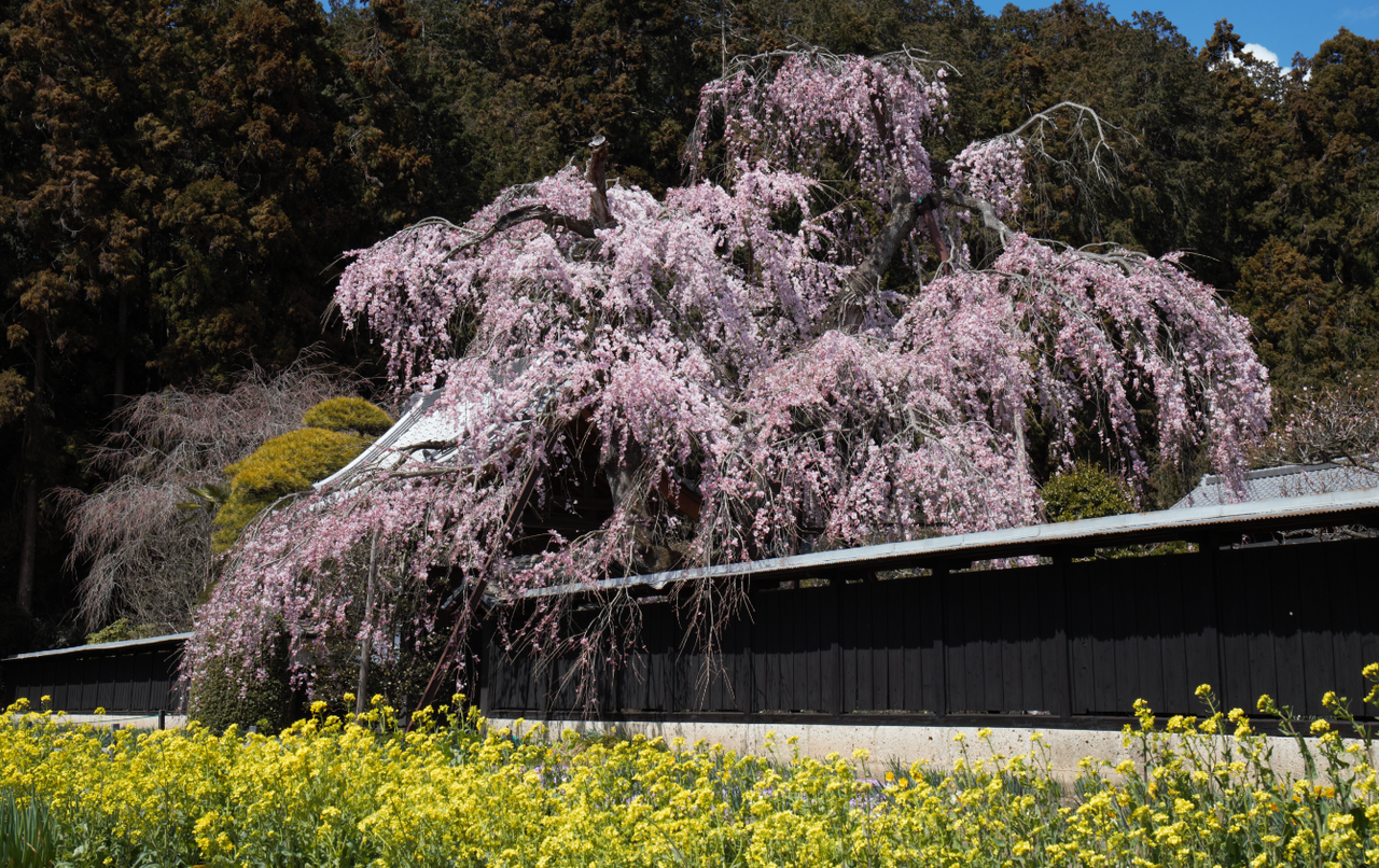 見頃になった しだれ桜 ３７期交流ブログ