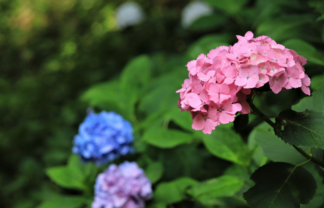 紫 陽 花 ３７期交流ブログ