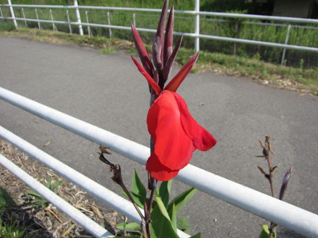 イメージ 7