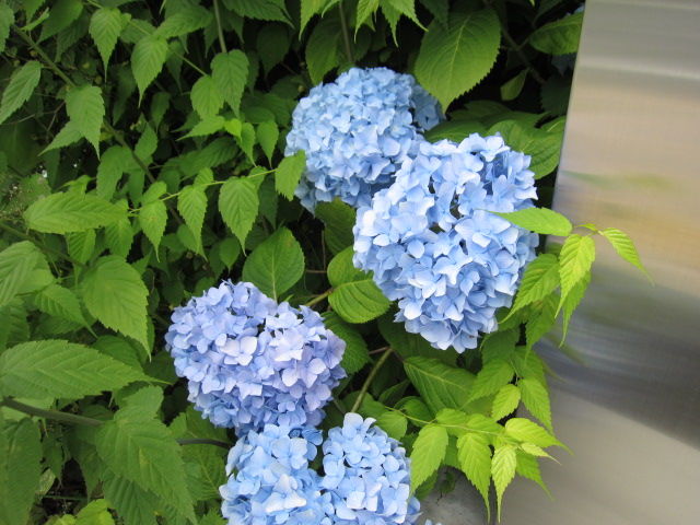 イメージ 5