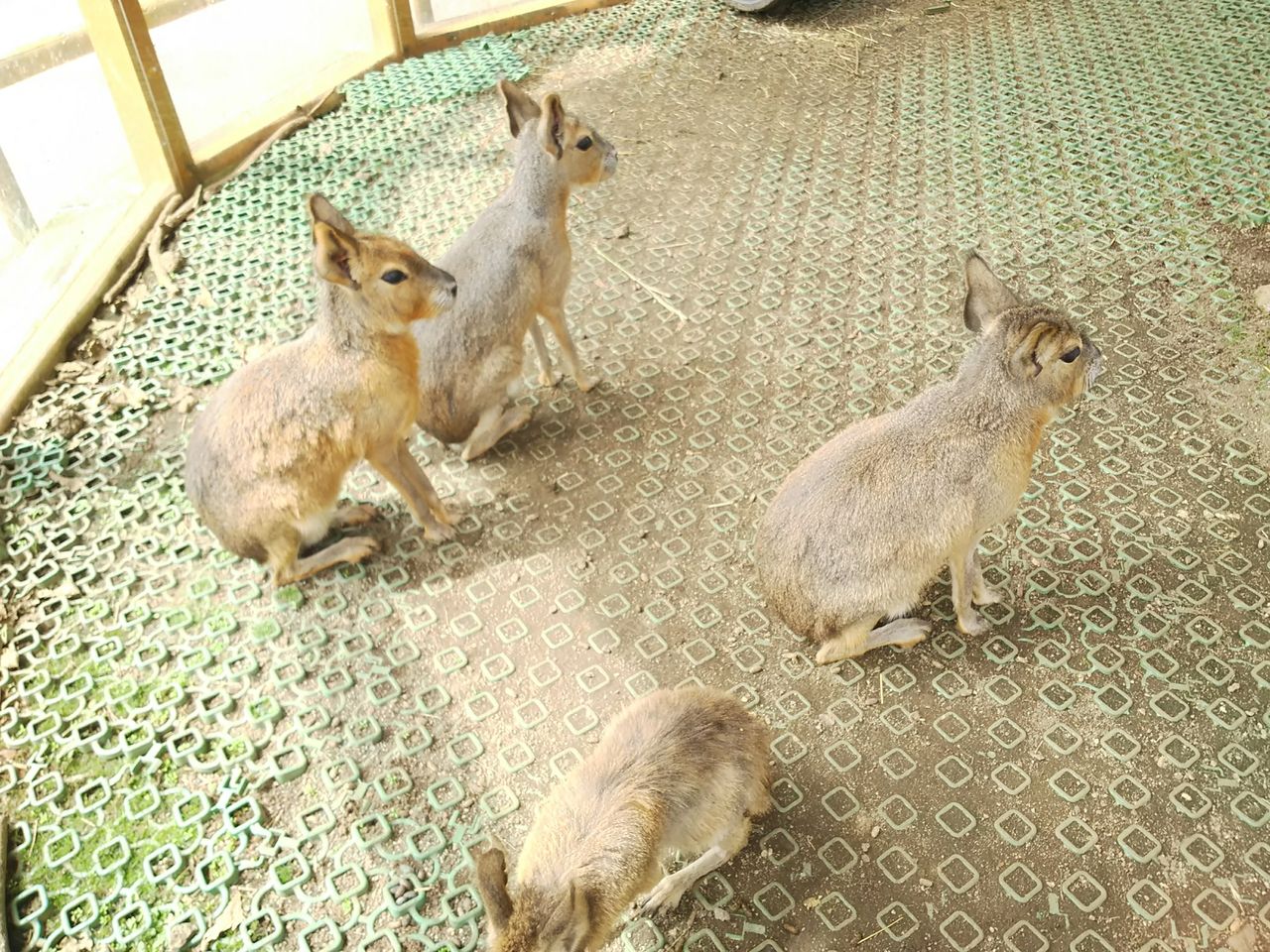 富士サファリパーク ふれあいゾーン 野生児ばんざい 富士サファリパーク ふれあいゾーン 野生児ばんざい