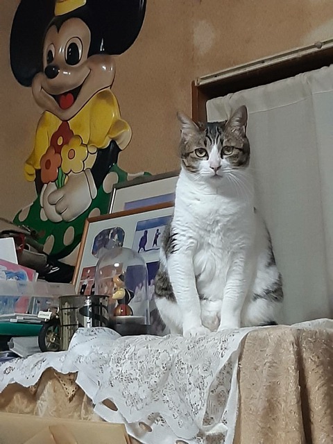 jpg