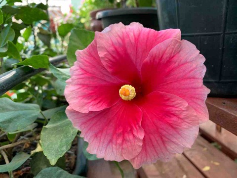 ハイビスカス　ピンク