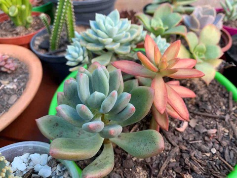 多肉植物