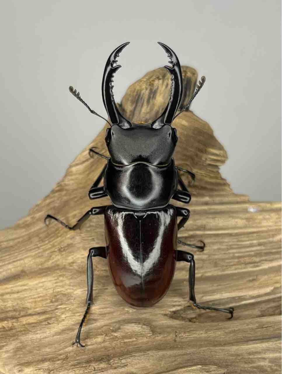 Sparkle Beetle】WD アローコクワガタ(原名亜種)♂58mm♀38mmペア 