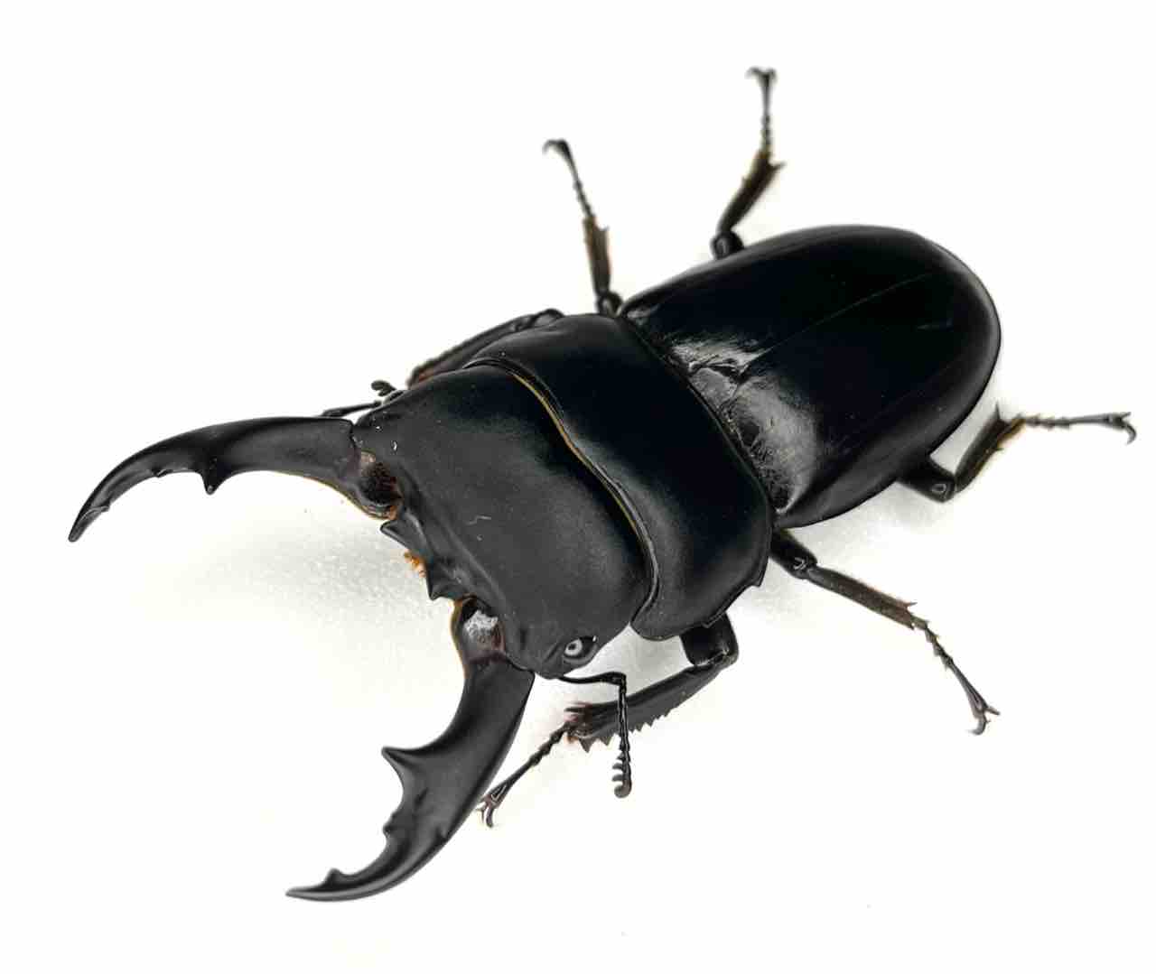 ラマヒラタクワガタ飼育2022-2023 : INSECTRIBE(インセクトライブ)
