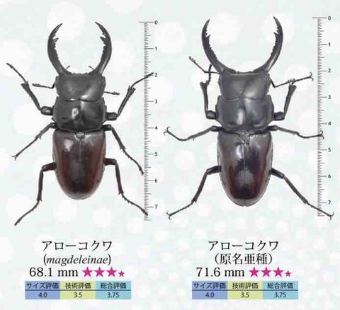 くわかぶプラネット ⁄ WDアローコクワガタリエン くわかぶプラネット ⁄ WDアローコクワガタリエン